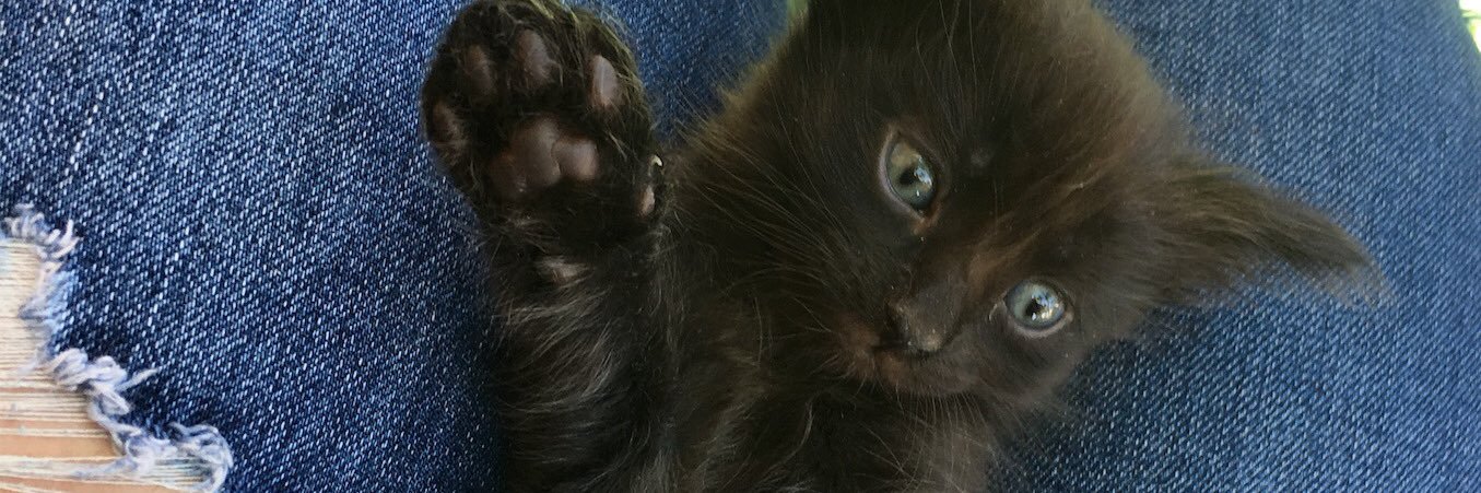 anaivethro's profile banner image