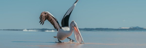 fnadalbufi Profile Banner