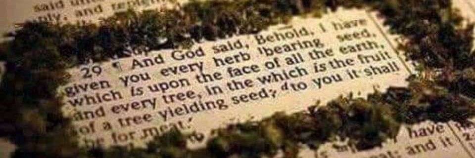 The Misadventures of Stoner Mom banner