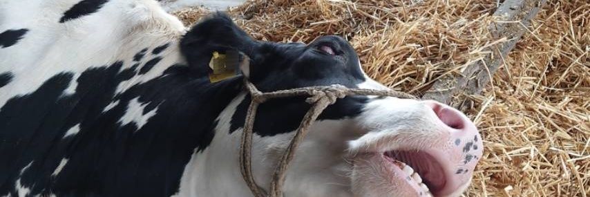 めいぷる🐮 banner