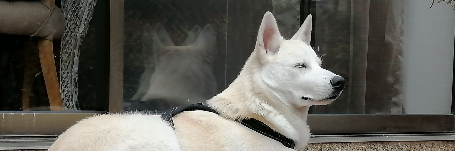 cesarpazos's profile banner image