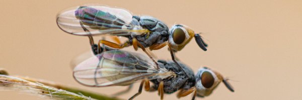 Butterworthbugs Profile Banner