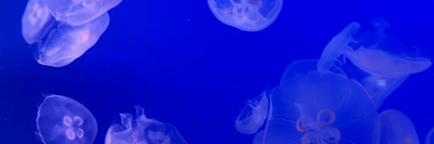 chika___0524's profile banner image