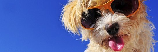 Jason Meltzer banner