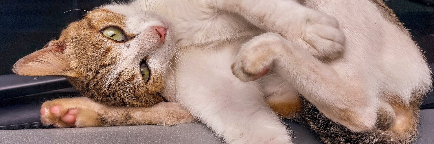 Cat Radar banner
