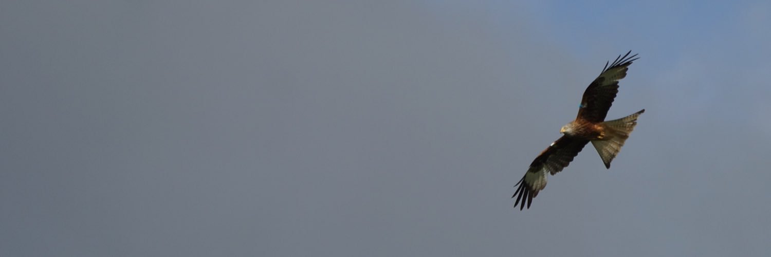 Red Kites Ireland banner