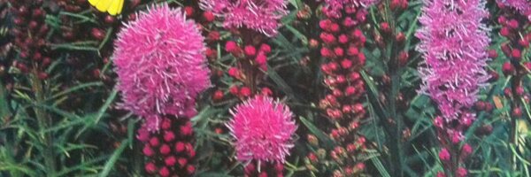 pochotcom Profile Banner