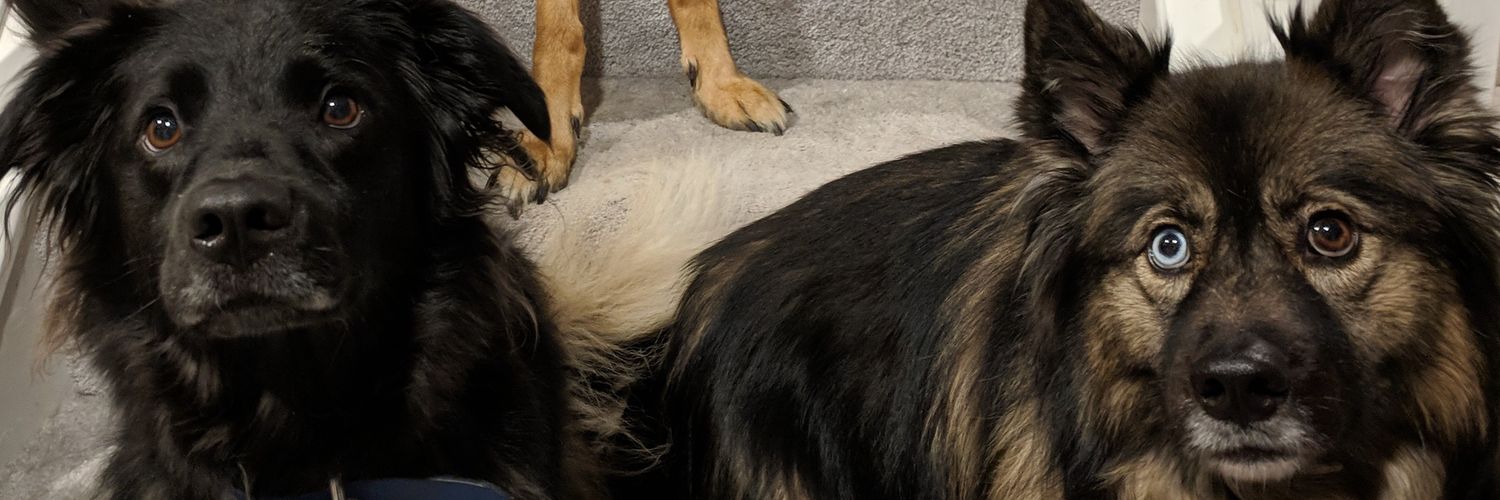 Amanda Scheetz banner