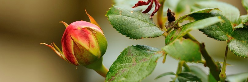 CastelliRomaniGreenT banner