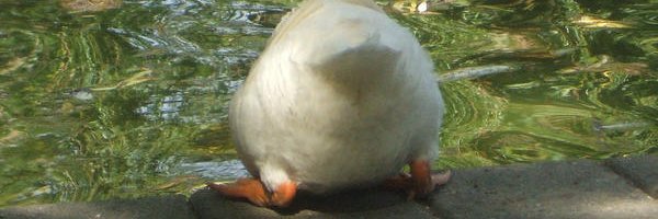 Артур "Два сарая" Джексон banner