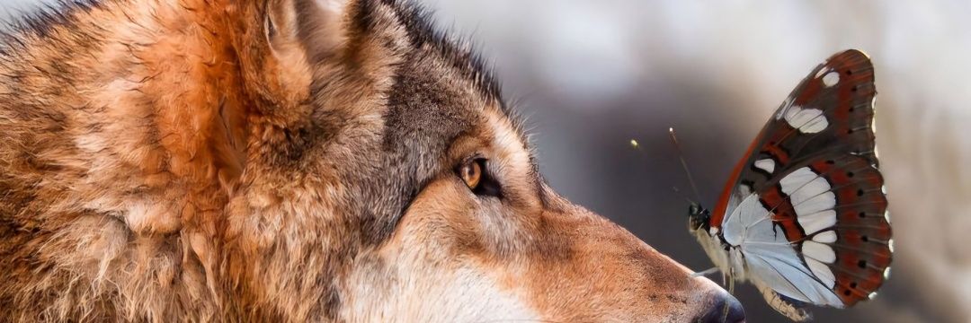 _Asenatrtml's profile banner image