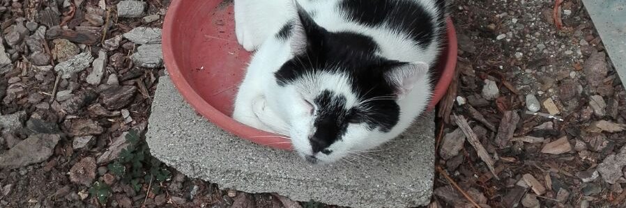 Pidserschneider-Uschi banner