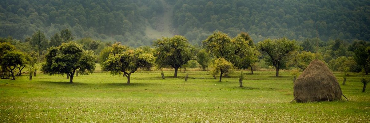 Madalina Marincas banner