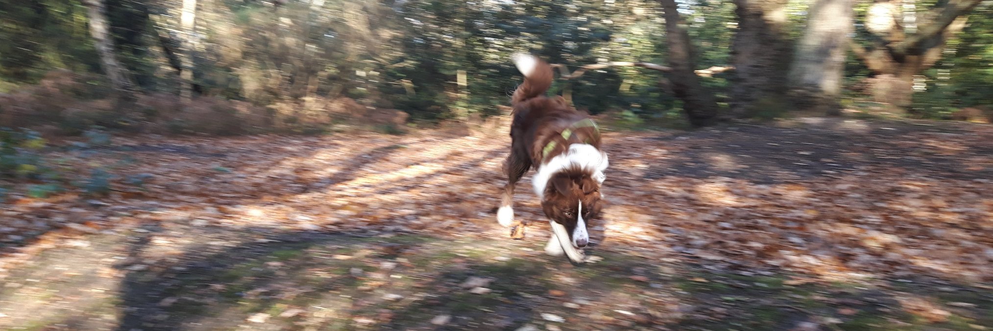 BorderCollieRed's profile banner image