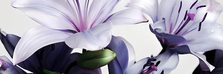 coalanthe's profile banner image