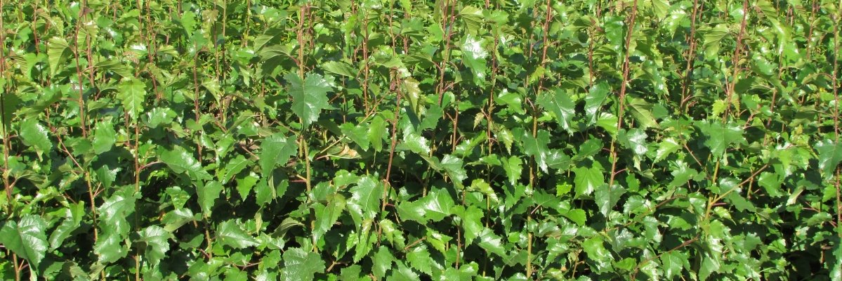 tree_growers's profile banner image