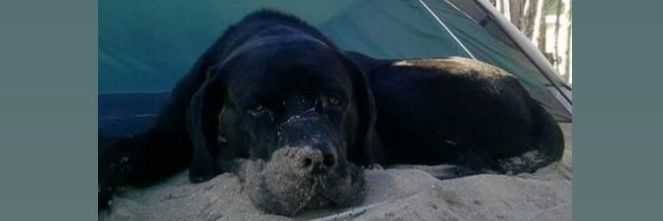 Catacarroo's profile banner image