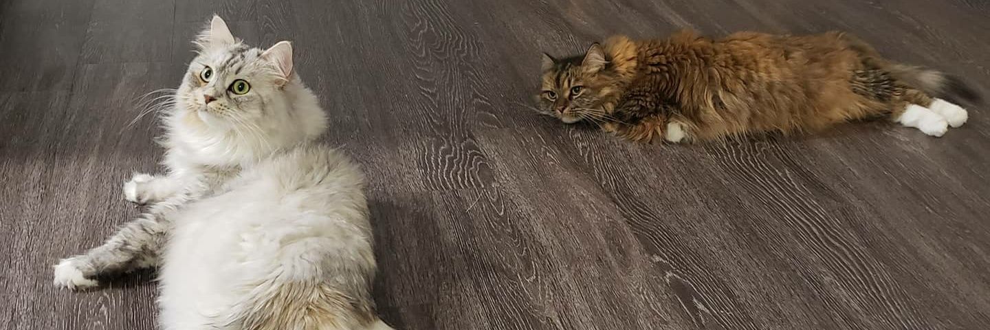 fluffybig_cats's profile banner image