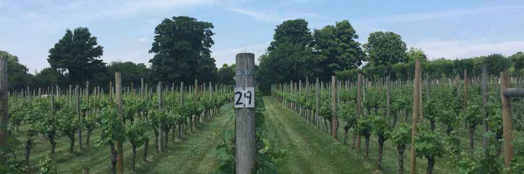 DaneburyFizz's profile banner image