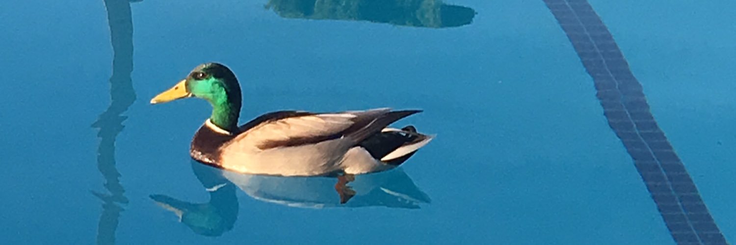 pogobryan's profile banner image