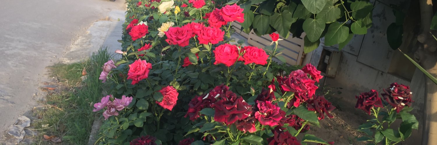 Muhammad Aslam ਮੁਹੰਮਦ ਅਸਲਮ banner