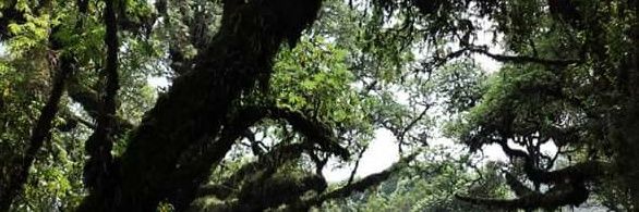 Brigitte Nyirambangutse, PhD banner