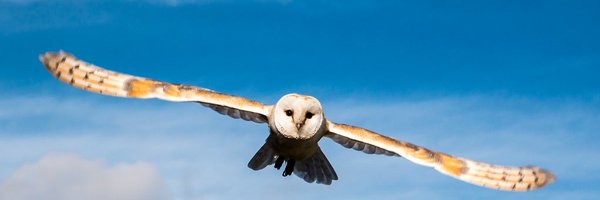 LevellingDown Profile Banner