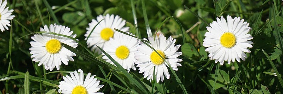 daisydegio's profile banner image