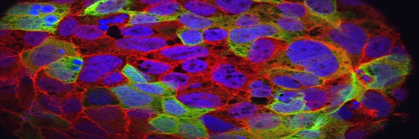 Emory Microbiology and Molecular Genetics banner