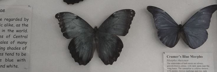 Miledi_Nikol's profile banner image