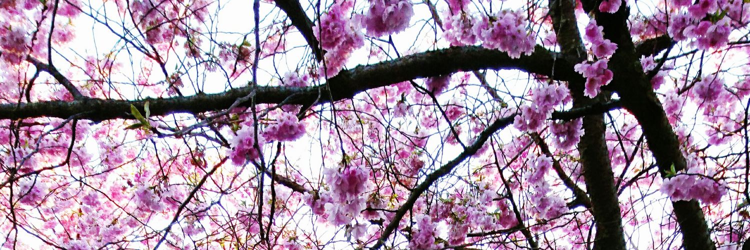 T_NOUF3's profile banner image