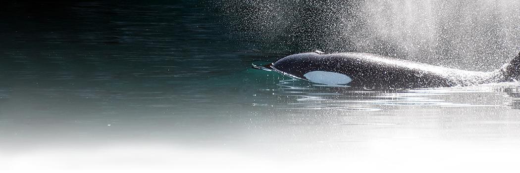 Russell_Oceans's profile banner image