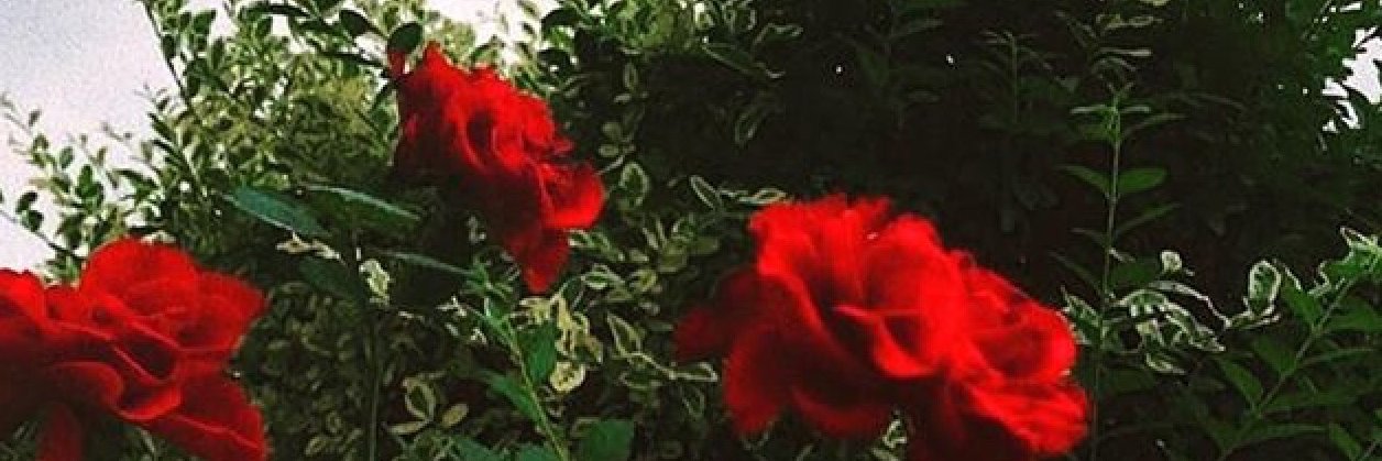 Carmella Rose banner