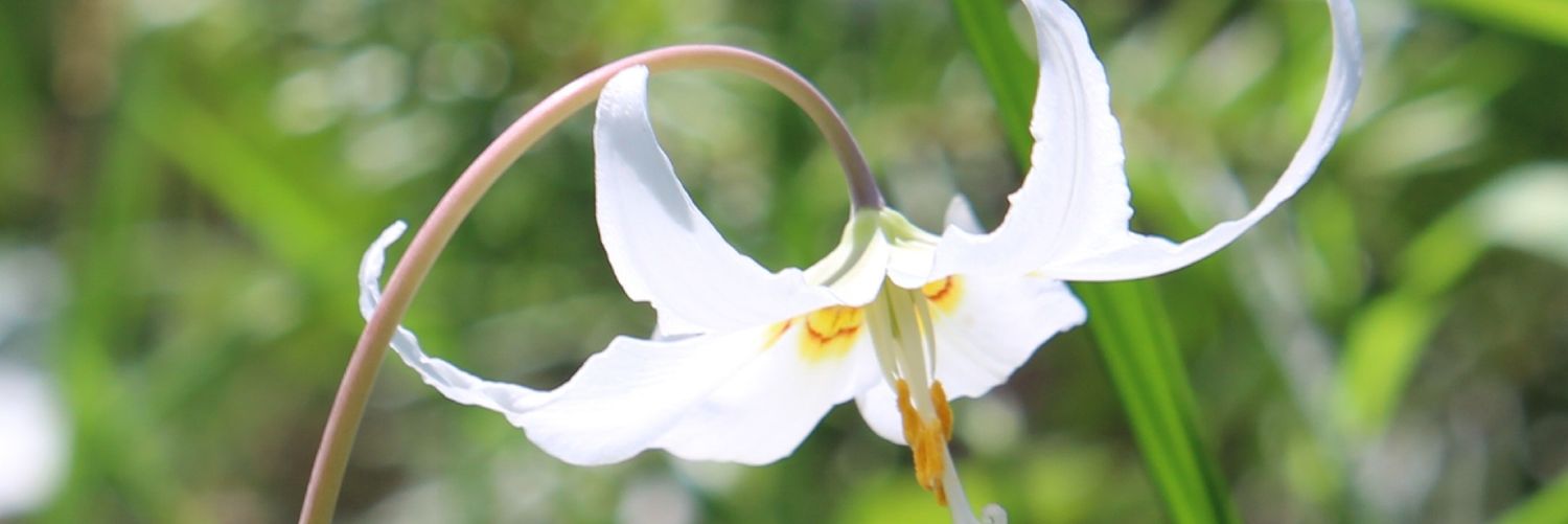 Debbie C banner