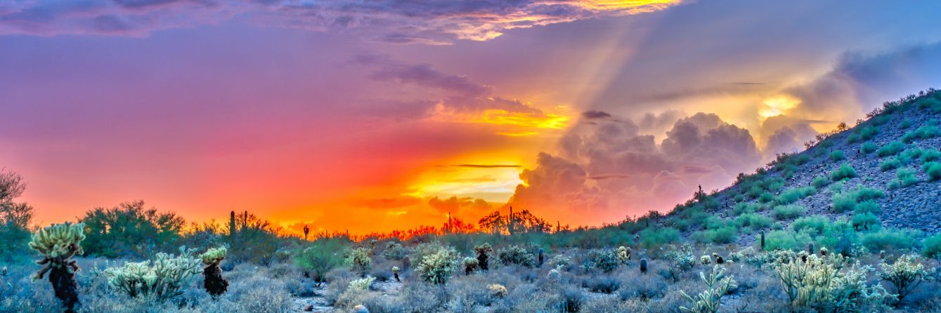 Solange Whitehead banner