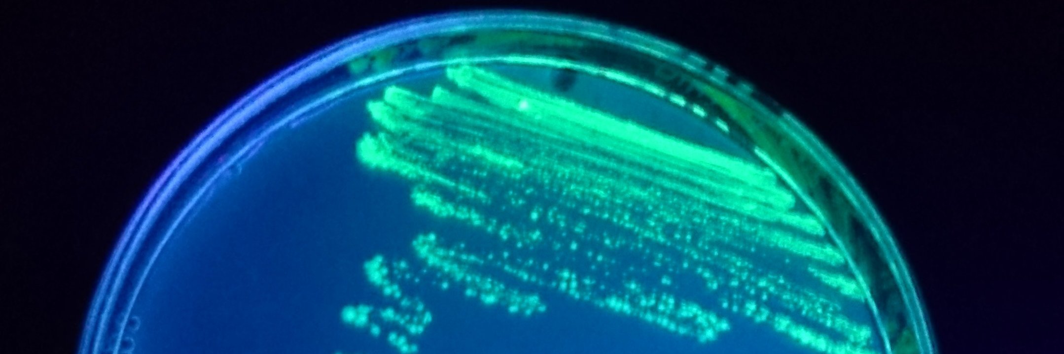 Adán Ramírez Rojas banner