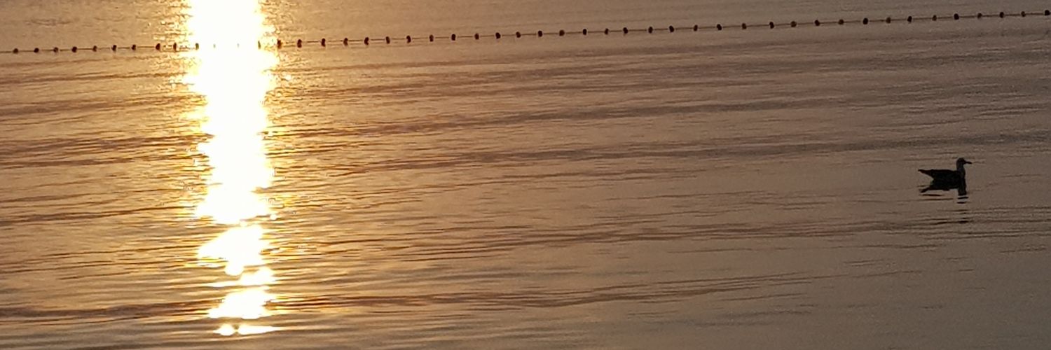 sclgoren's profile banner image