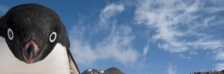 fent trader 🇻🇳🇹🇭🇮🇱🇺🇸 banner