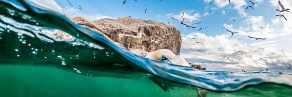SeabirdCentre Profile Banner