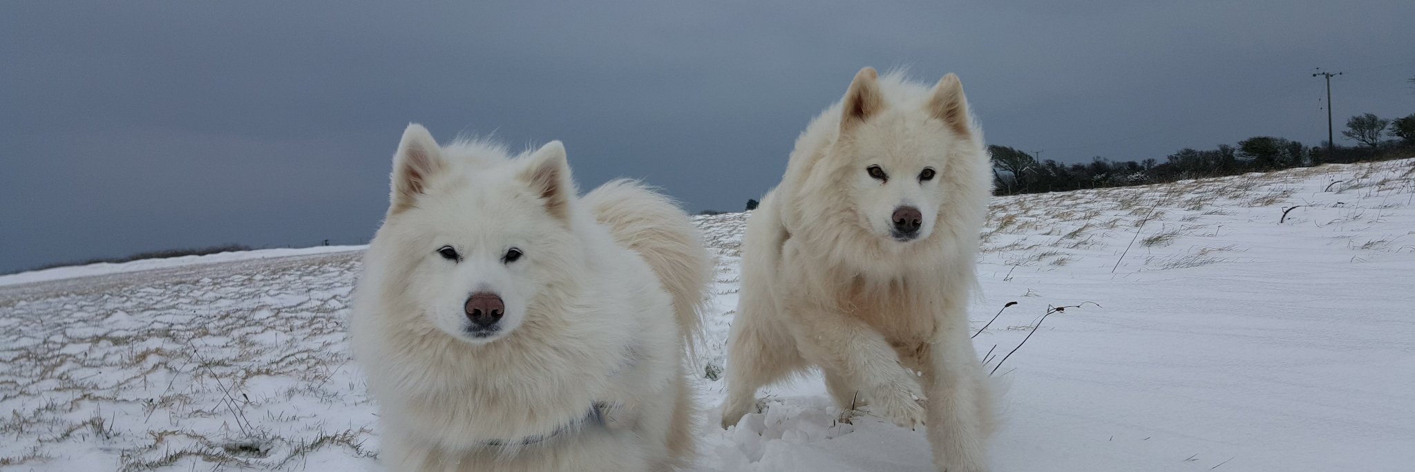 The Fluffballs banner