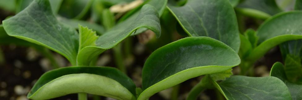 William Dam Seeds banner