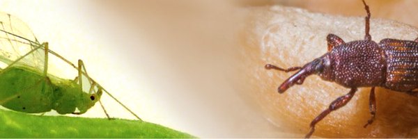 INRAE_UMR_BF2I Profile Banner