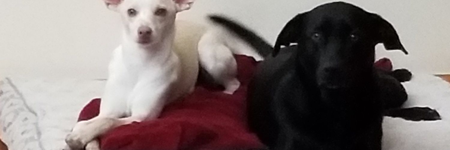 NelsonKarshner's profile banner image