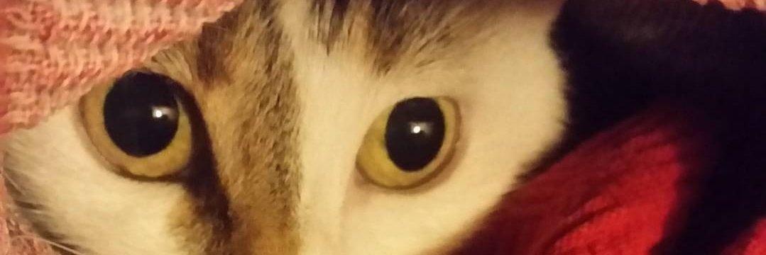rayphen's profile banner image