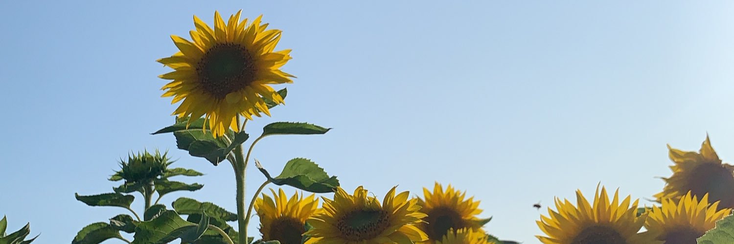 elltinsley's profile banner image