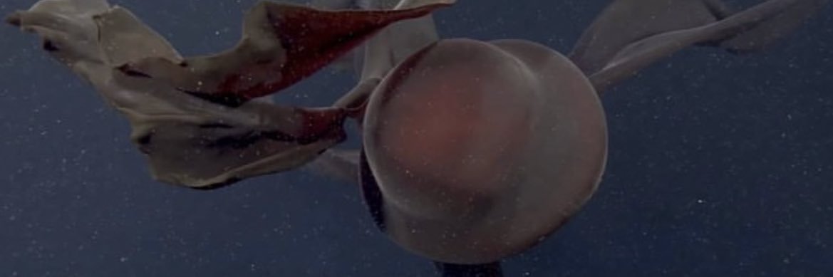 ✿HE/THEY✿ banner