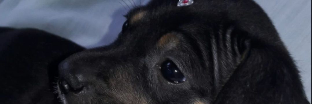 vitoriarinaldi_'s profile banner image