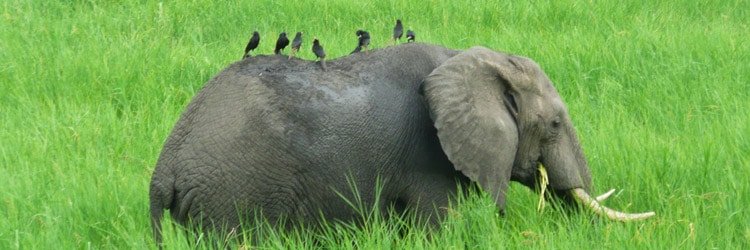 Luca Sironi 🌻 banner