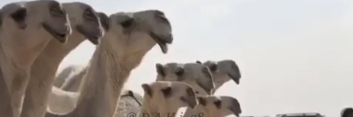 نواف النويعم banner
