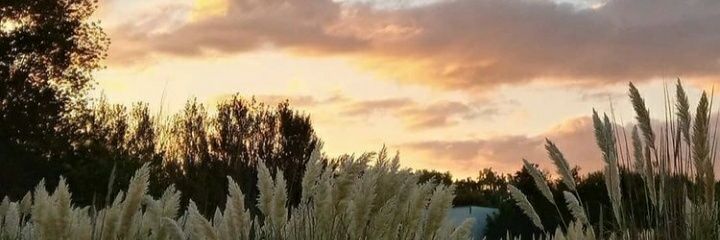 Paulina Garcia banner